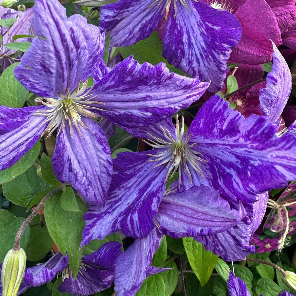Tie Dye Clematis Plant - 6" Dark Purple & Silver Flowers - 2.5" Pot - Clematis viticella