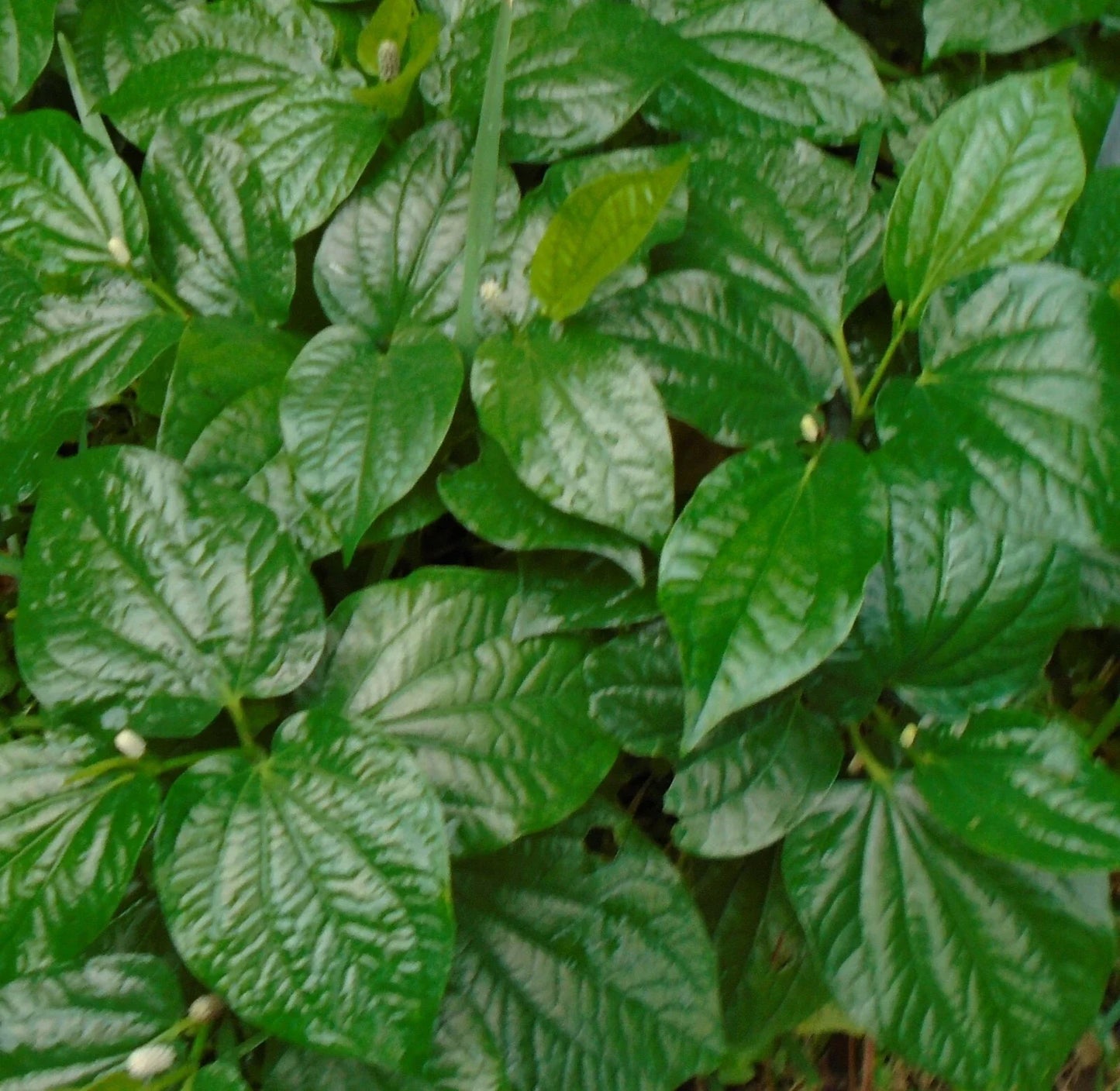 Natural Betel Leaves Stems 4"-6" Piper lolot Lolot Texas Culinary & Gardening