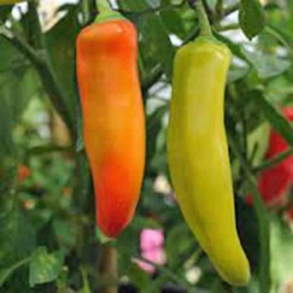 Spicy Hungarian Yellow Wax Pepper Seeds Heirloom Non-GMO 500 Seeds Capsicum annuum