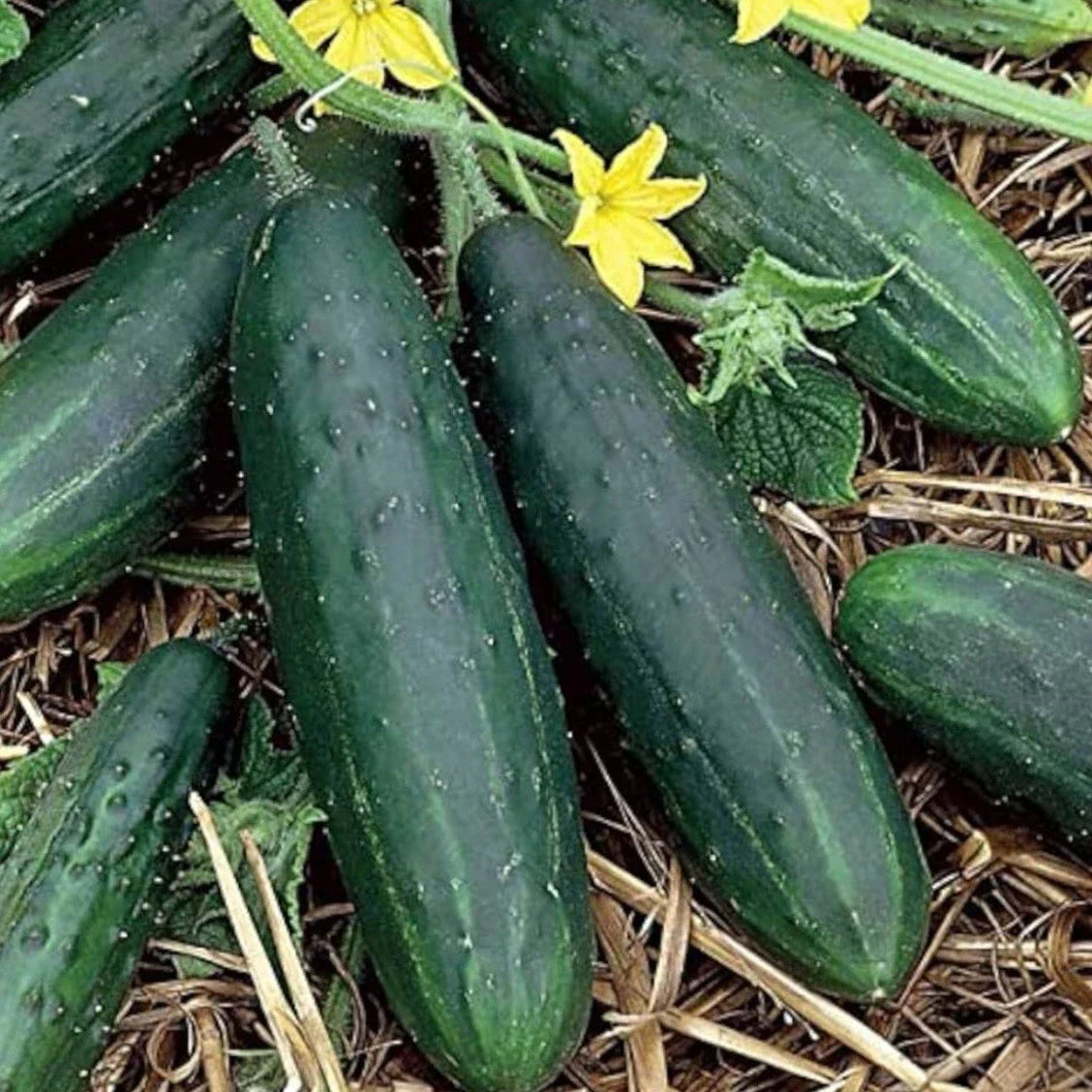 Tendergreen Burpless Cucumber Seeds - 50+ Organic Heirloom Seeds | Cucumis sativus