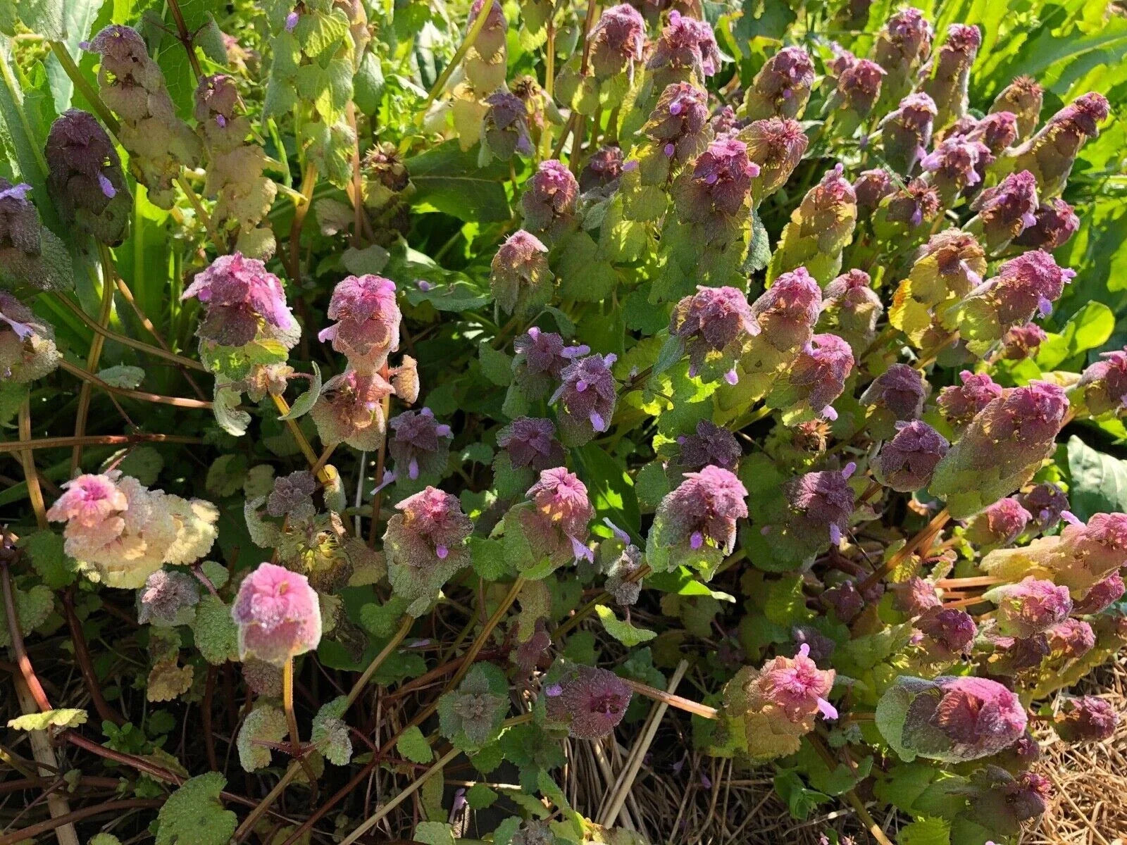 Organic Purple Dead-Nettle Seeds - Lamium purpureum - Medicinal Herb, Pollinator Attracting, Hardy Perennial, 25 Seeds