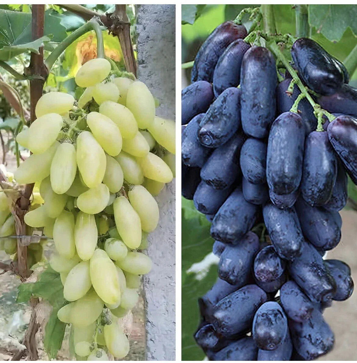 Mixed Finger Grape Seeds - 20 Non-GMO Vitis vinifera Seeds for Home Growing