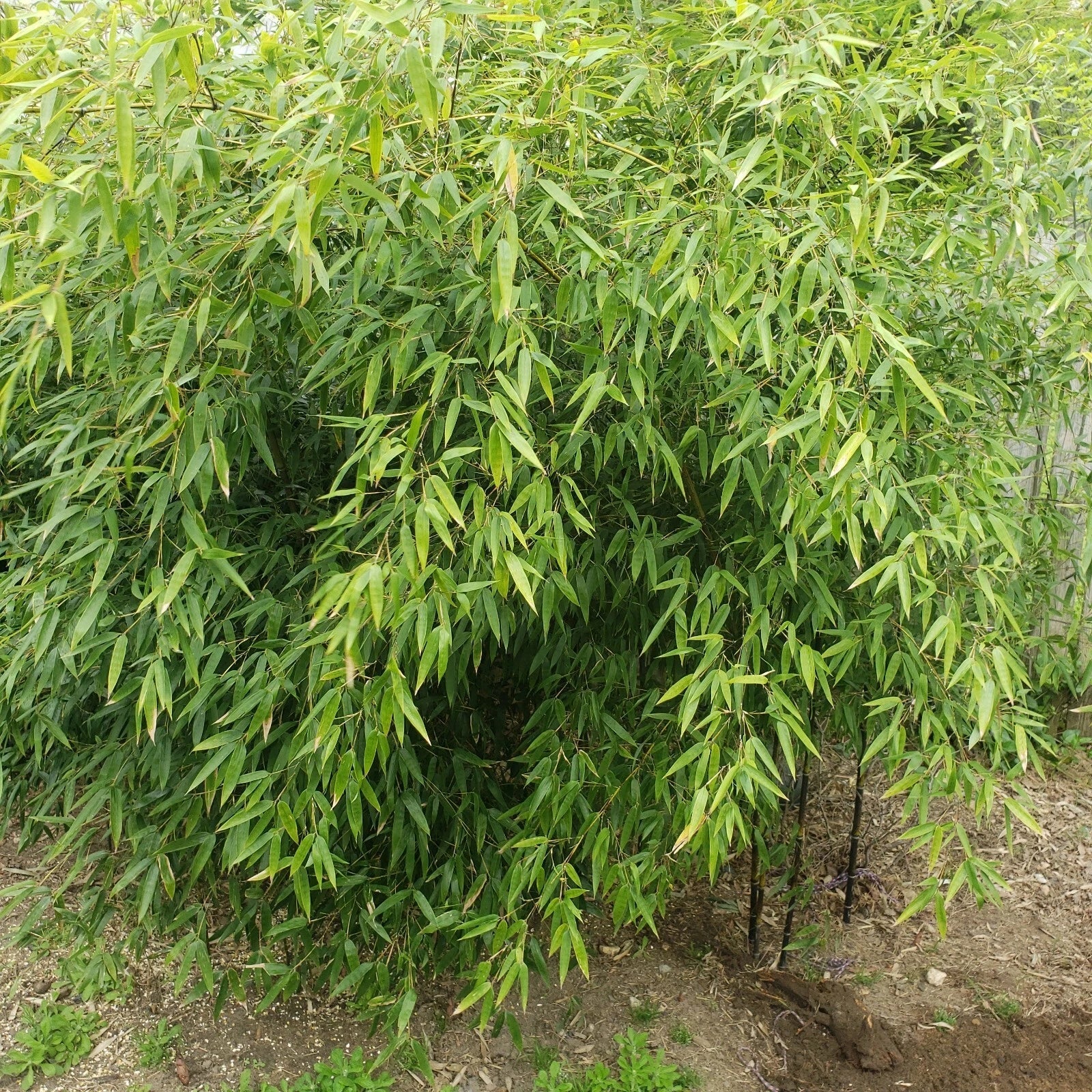 Rare Black Bamboo Cutting Plant – Phyllostachys nigra – Privacy Fence, Clumping, Rooted Cuttings
