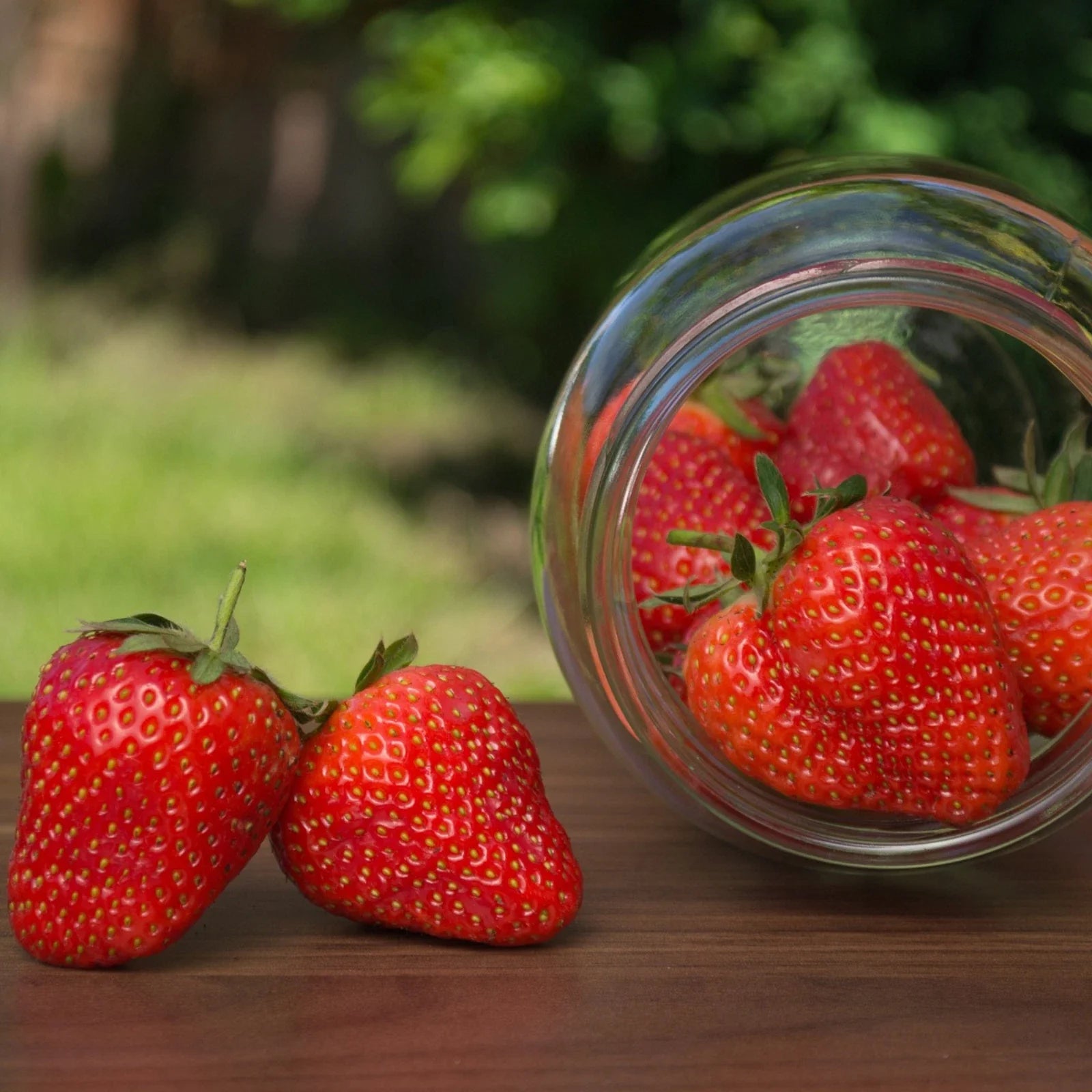 Bare Root Galletta Strawberry Plants | High-Yield June-Bearing Fragaria x ananassa
