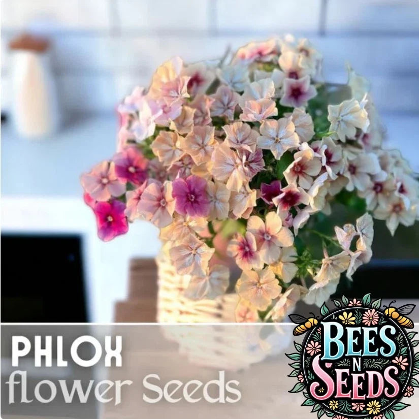 Phlox Seeds - 125 Packets - Strawberry Peach Color - Annual Garden Flower - Phlox paniculata