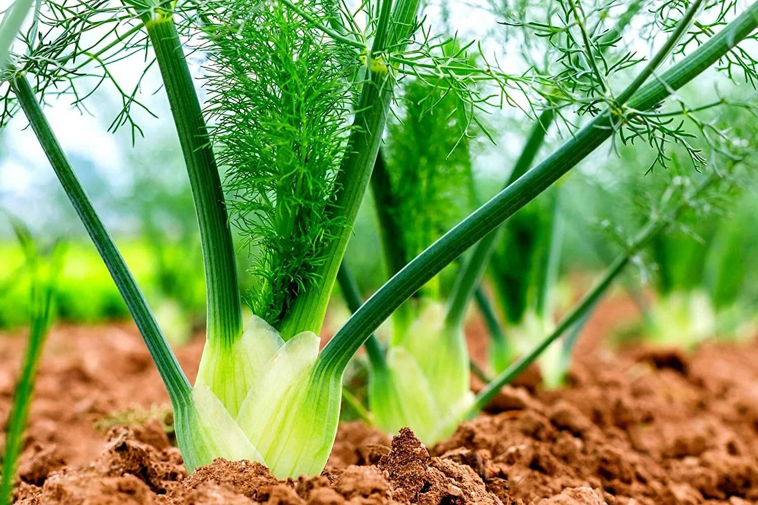 Fennel Seeds for Planting - 100 Count - Preludio Fennel Foeniculum vulgare for Culinary Gardens