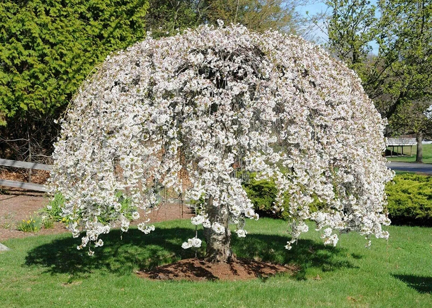Weeping Yoshino Cherry Tree - Bare Root Live Plant 24-36 Inches - Prunus x yedoensis 'Shidare Yoshino'