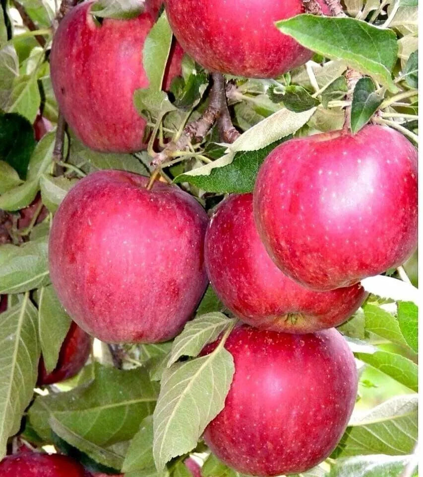 Organic Red Apple Seeds 6+1 Malus domestica Heirloom, Fruit Tree Growing Kit for Garden