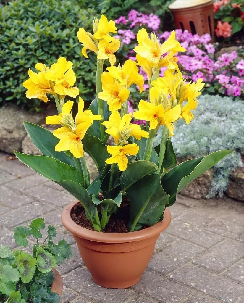 Large Yellow Canna Lily Bulbs, Canna indica, Tropical Flowering Plant for Gardens & Landscapes