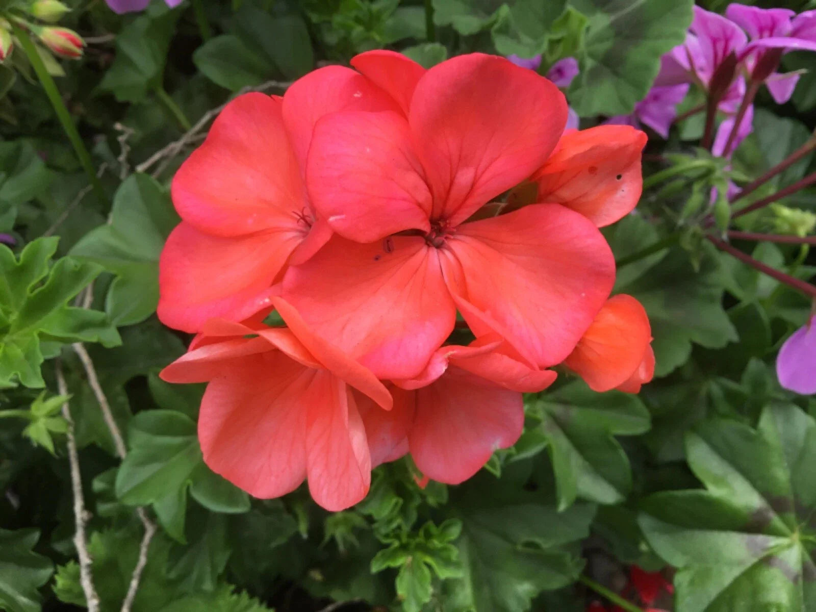Geranium Cuttings 6-Pack - Brilliant Orange-Salmon Pelargonium x hortorum for Rooting and Garden Brightening