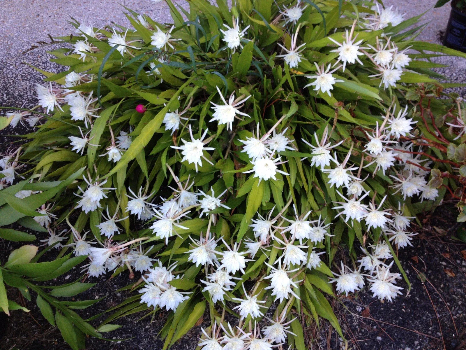 Cereus Night Blooming Cactus Live Rooted Plant - Fragrant Flowering Succulent - Cereus peruvianus