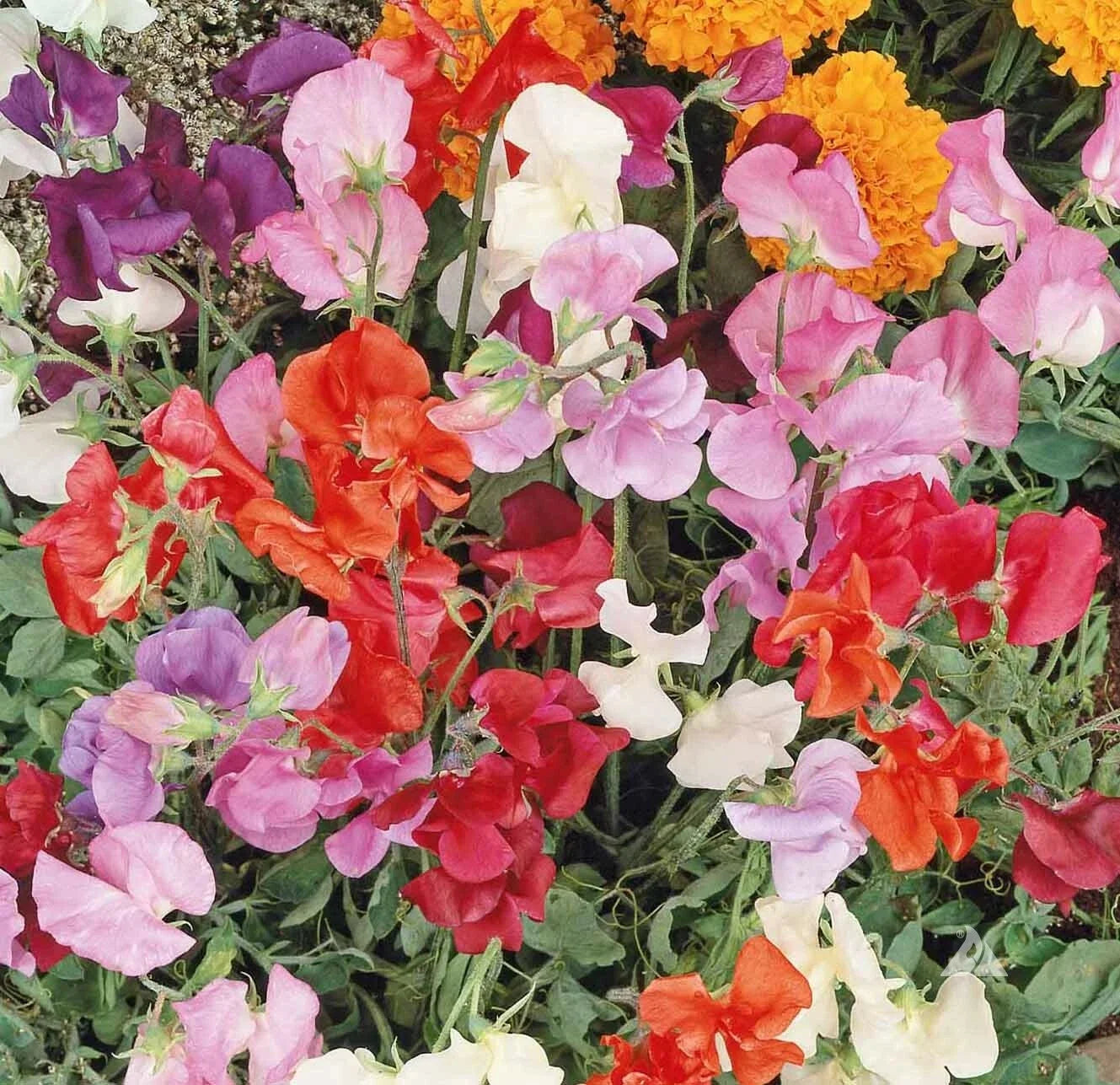 Sweet Pea Seeds Mix - 50 Non-GMO Dwarf Vine for Containers, Lathyrus odoratus, Fragrant Blooms, Easy to Grow