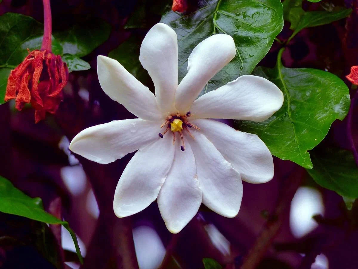 Cape Jasmine Flower Seeds - 25 Count - Gardenia jasminoides Small Flowering Bush