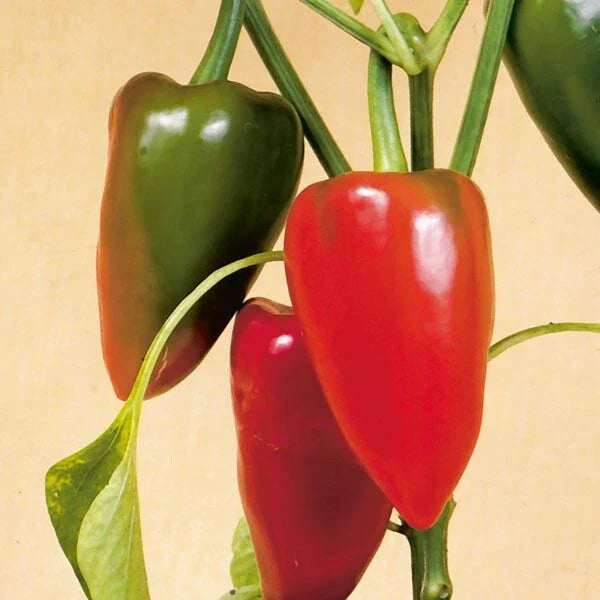 Pimento Pepper Seeds | Heirloom Non-GMO Capsicum annuum | Seed Store 1019