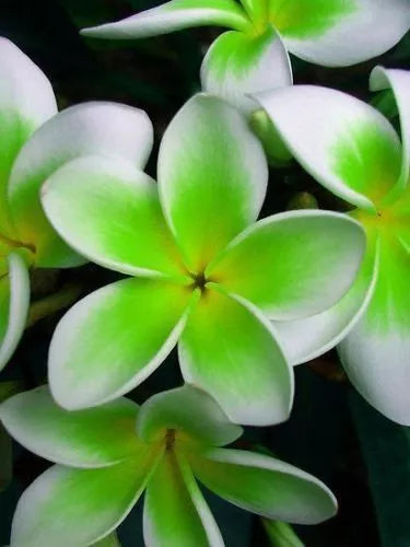 Plumeria Seeds - 5 Green White Hawaiian Fragrant Perennial Flowers - Plumeria spp.