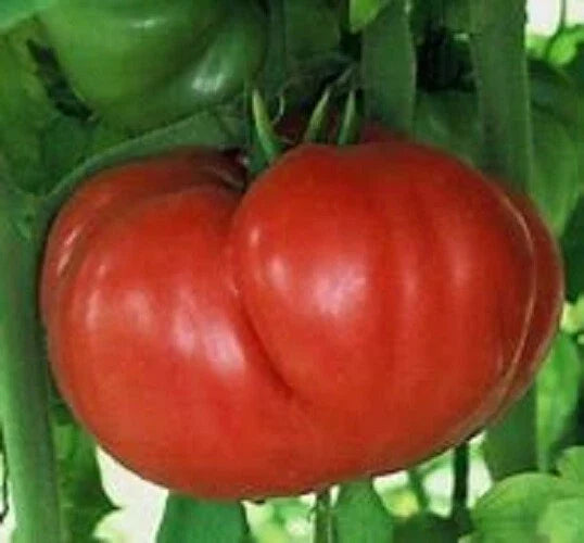 Crnkovic Yugoslavian Heirloom Tomato Seeds – 25 Fresh Solanum lycopersicum Seed Pack for Garden Growth