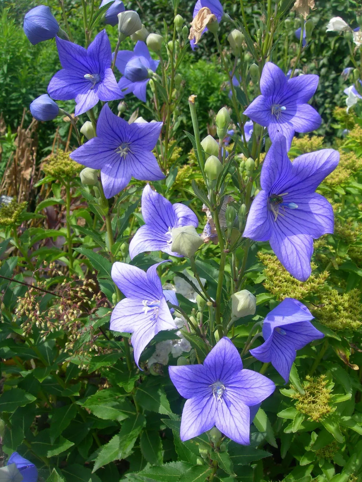 Balloon Flower Seeds - 500 Count Toraji Variety - Platycodon grandiflorus - Non-GMO