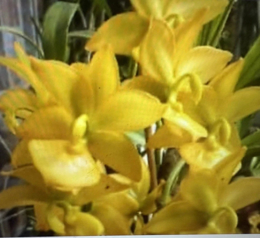 Cyc Orchid Plant Small Bulb Bare Root - Cyc Taïyhoung No 1 for Indoor & Outdoor Gardening