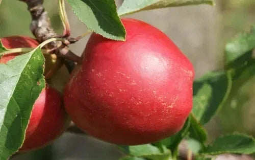 Rajka Apple Seeds 25+ Non-GMO Organic for Garden Planting Malus domestica, USA Grown
