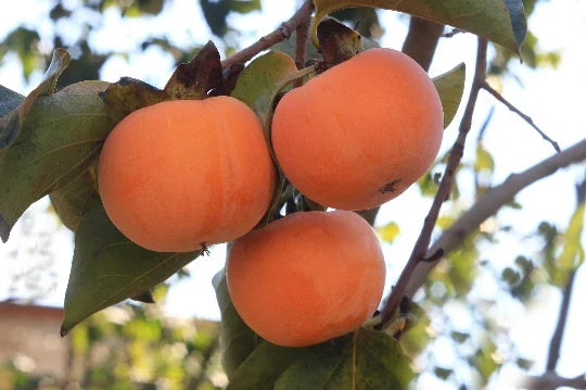 Date Plum Persimmon Seeds - 10 Flowering Fruit Tree Seeds Diospyros lotus for Garden, Landscaping