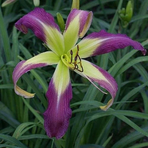 Daylily Live Plant - 1-Gallon Pot - Phantom Warrior Deep Purple Hemerocallis - Large 11.5" Spider Blooms