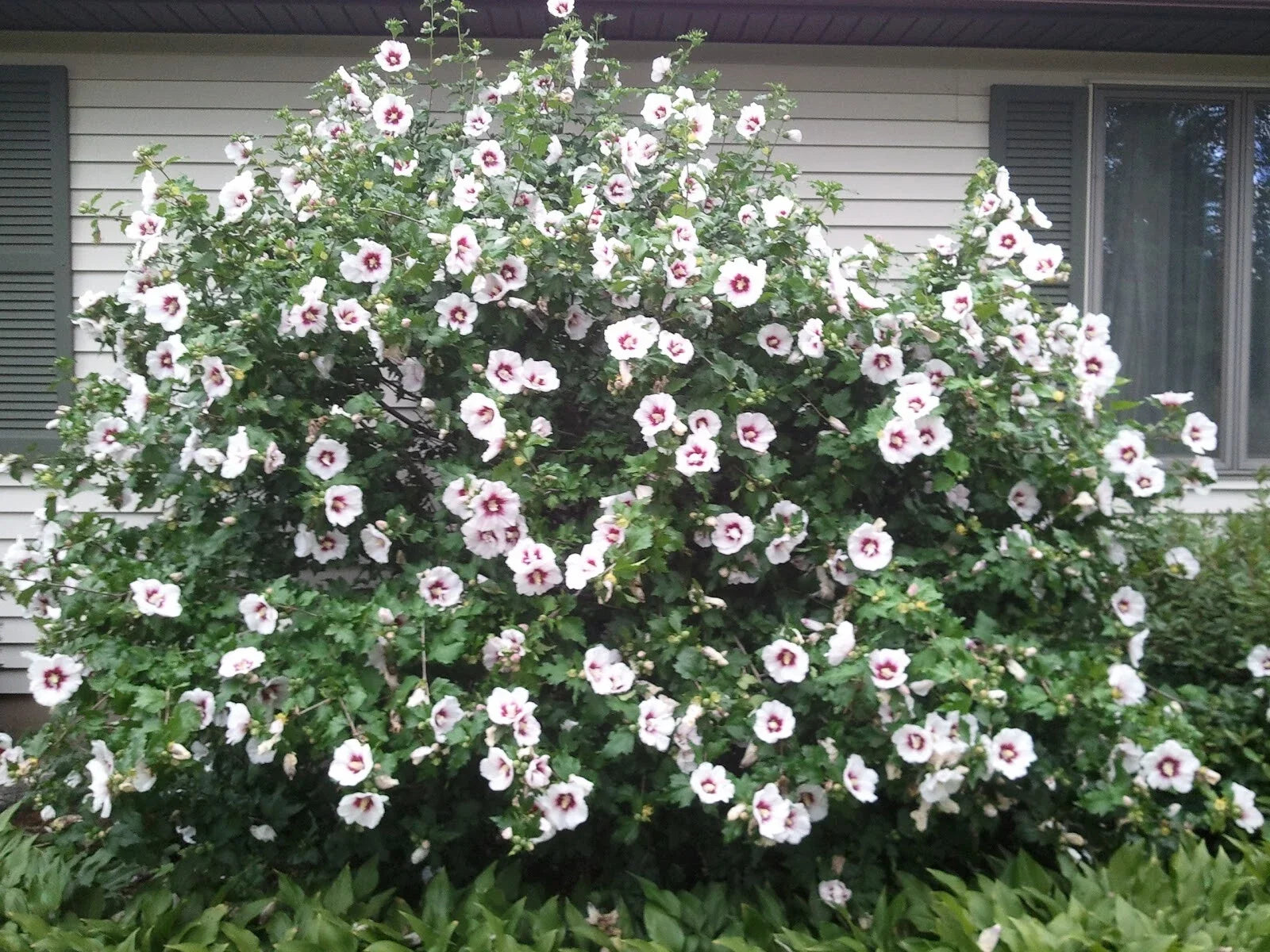 Rose of Sharon Live Plant - Well-Rooted Shrub - Hibiscus syriacus - 8" to 42" Tall Garden Plant