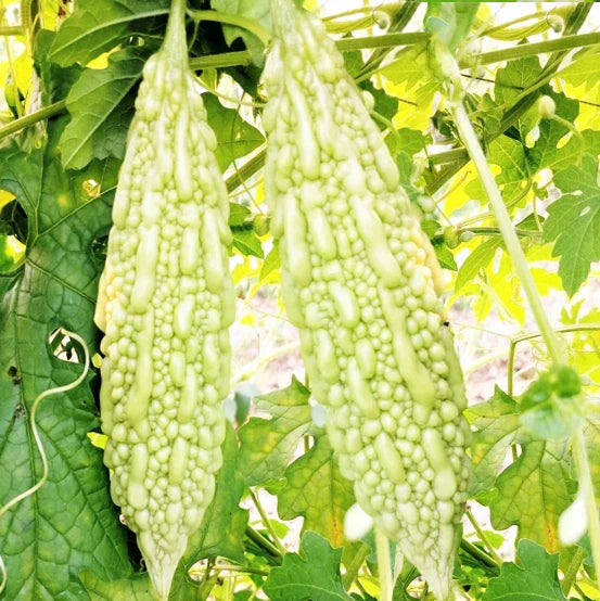 Bitter Melon Seeds White Pearl - 15+ Count Momordica charantia for 2025 Planting