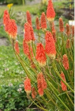 Kniphofia Bare Root Starter Plant - Red Hot Poker - Vibrant Perennial for Gardens - Kniphofia uvaria