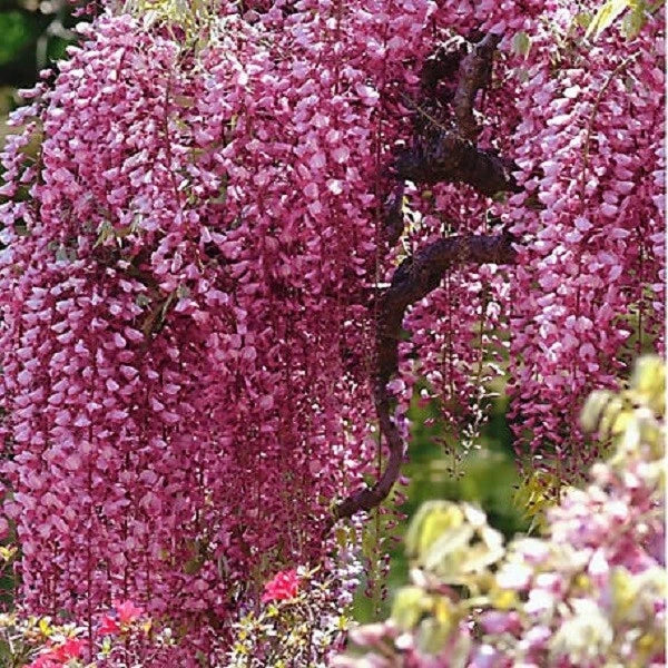 Bright Pink Chinese Wisteria Seeds - 5 Perennial Climbing Flower Seeds Wisteria sinensis Rare USA Variety