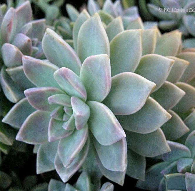 Graptopetalum Paraguayense Ghost Plant Cuttings - 3 Unrooted 2" Diameter Succulents