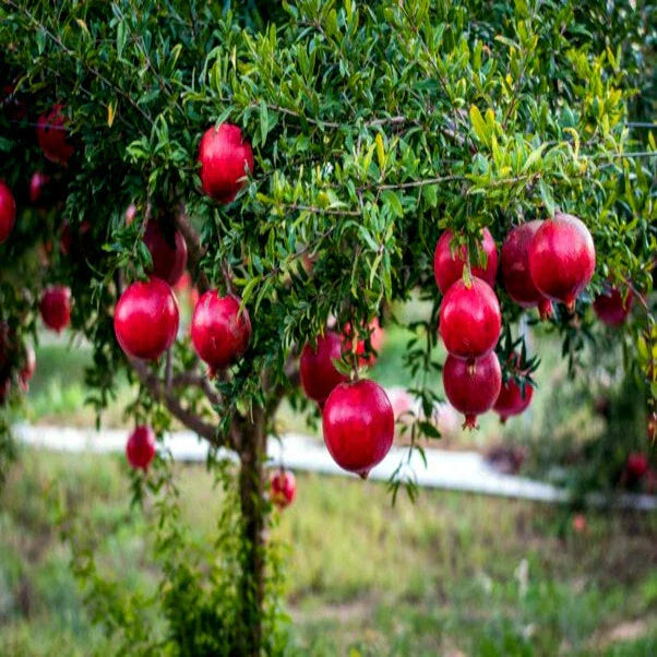 Dwarf Pomegranate Tree Seeds - 20 Pack Nana Variety - Punica granatum Indoor Fruit Plant
