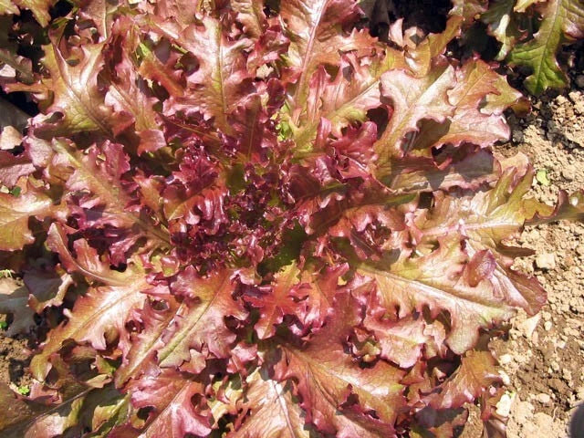 Red Salad Bowl Lettuce Seeds - 4g Lactuca sativa, Non-GMO, Fast-Growing, Deep Red Leaf Lettuce for Gardening & Salads