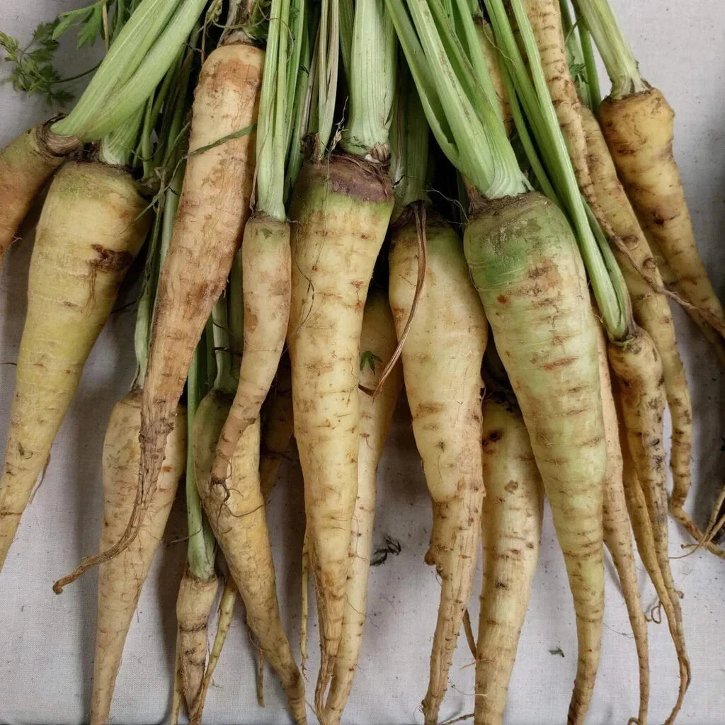 Lunar White Carrot Seeds - 1000+ Heirloom Daucus carota Vegetable Seeds for Garden Planting