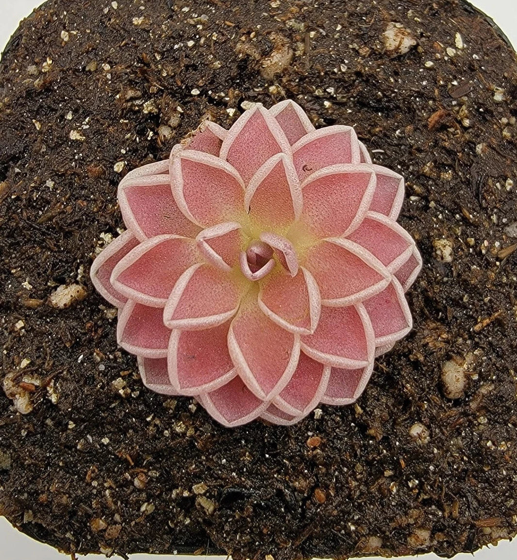 Pinguicula ehlersiae Butterworts Seeds - Carnivorous Houseplant for Indoor Gardens - Insect-Eating Rosette Plant Pack