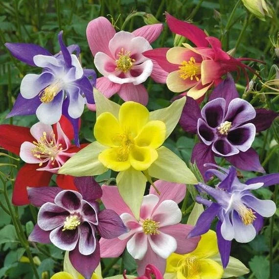 Columbine Seeds - Mckana Giant Mix - Perennial Flower for Hummingbirds & Butterflies - Non-GMO, 1000 Seeds