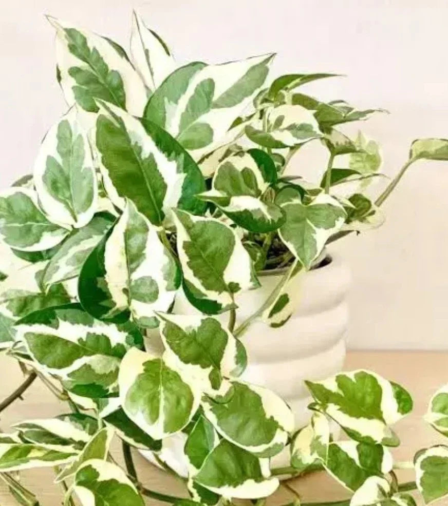 N'Joy Pothos Cuttings - 3 Stem Propagation Pieces - Epipremnum aureum Variegated Indoor Plant Starter