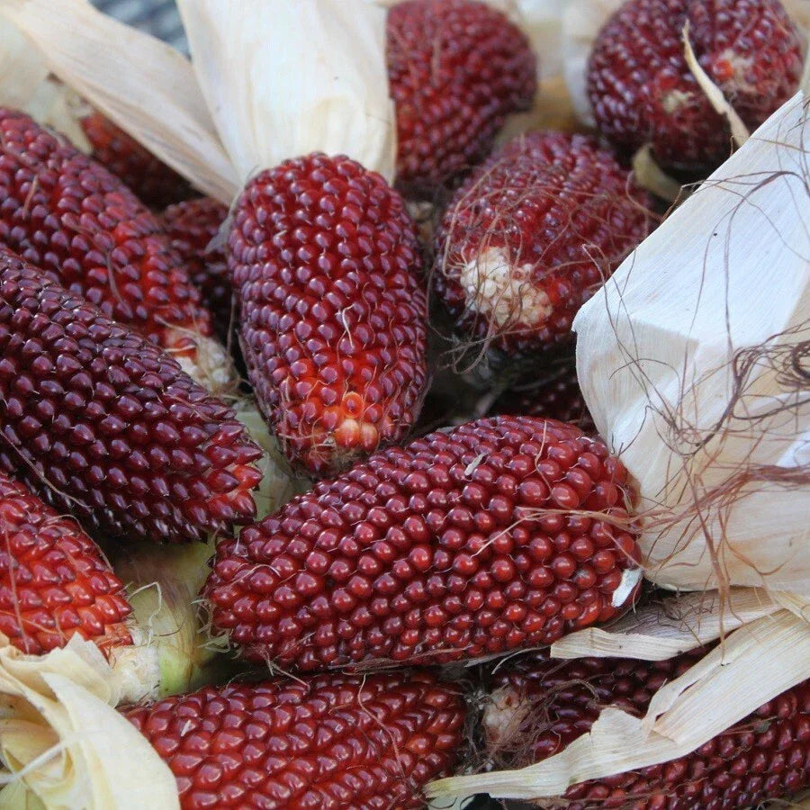 Strawberry Popcorn Corn Seeds 30 Ct NON-GMO Zea mays Vegetable Garden Seeds USA