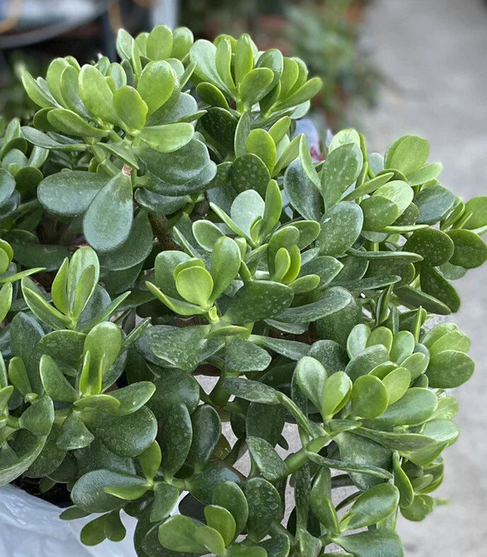 Jade Plant Crassula Ovata - 1 Rooted Succulent from One Gallon Pot for Indoor Gardening