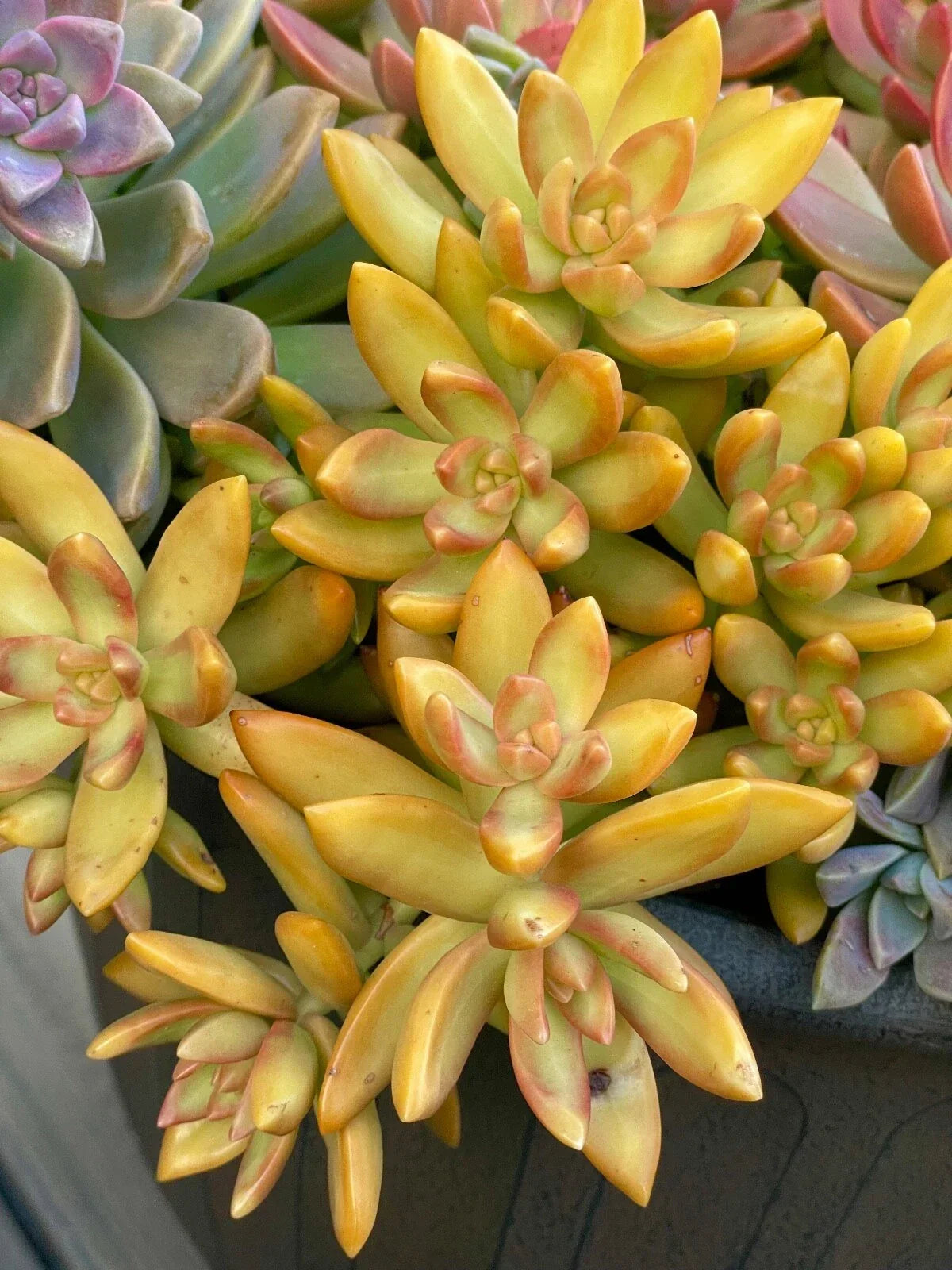 Rare Sedum Nussbaumerianum Orange Delight Succulent Cutting - 2-Inch Live Plant