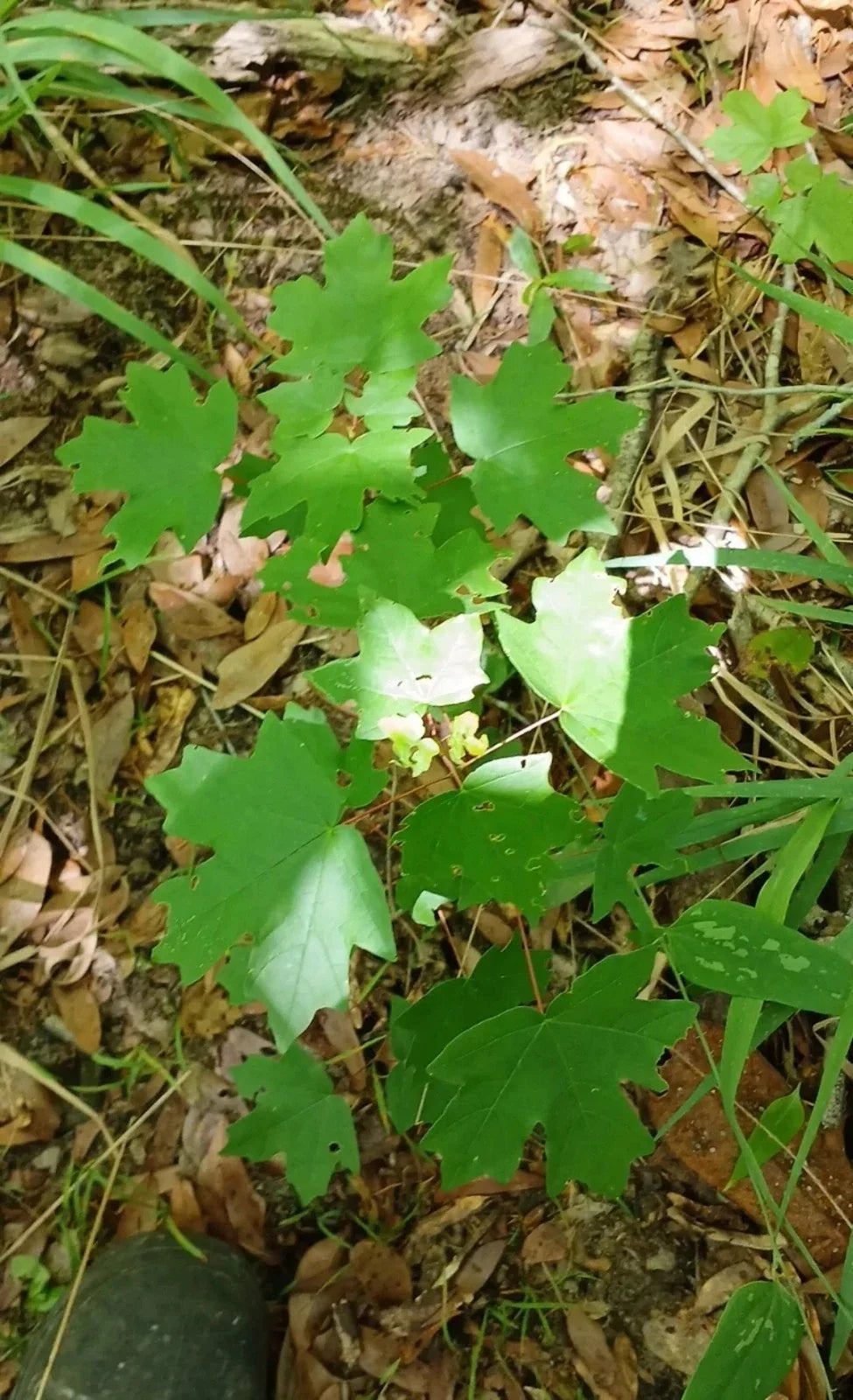 Red Maple Seedlings 1ft Live Rooted Saplings Acer rubrum Fast-Growing Shade Trees 2-Pack