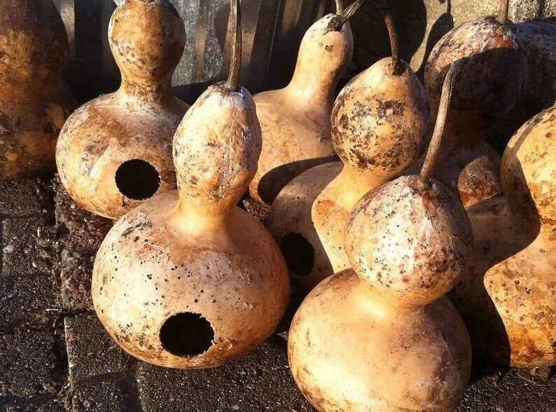 Birdhouse Gourd Seeds – Heirloom Lagenaria siceraria for Eco-Friendly Birdhouses, Attracting Purple Martins