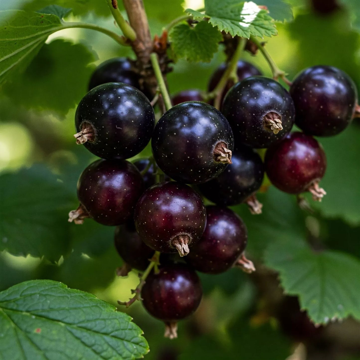 Jostaberry Plant - Ribes x nidigrolaria - Live Dormant Fruiting Bush