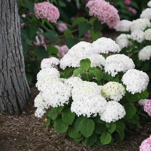 Wee White Hydrangea Seeds - 5 Perennial Shrub Flower Seeds for Garden - Hydrangea arborescens
