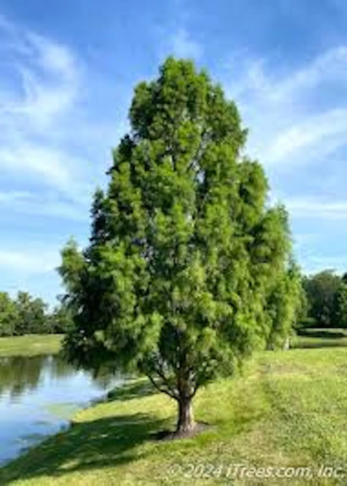 Bald Cypress Trees 12-24in Tall, Deciduous Conifers, Native to Southeast US, Taxodium distichum, Dormant Shipping