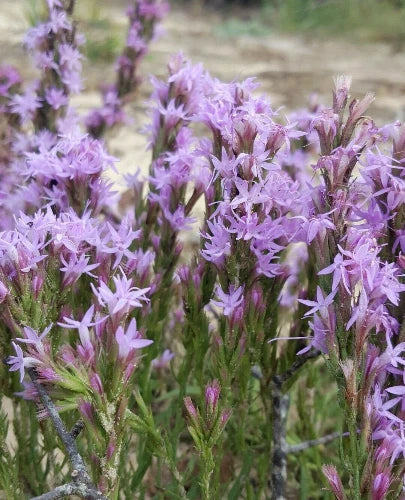 Chapman's Blazing Star Seeds | 25 Pack | Liatris Chapmanii Florida Native Wildflower for Pollinators