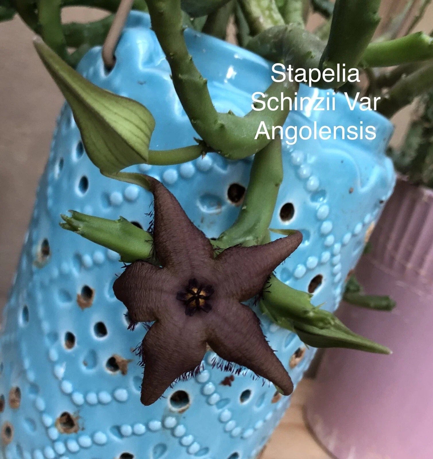 Rooted Stapelia Schinzii Succulent Plant | Starfish Flower | Cactus & Succulent in 4-Inch Pot