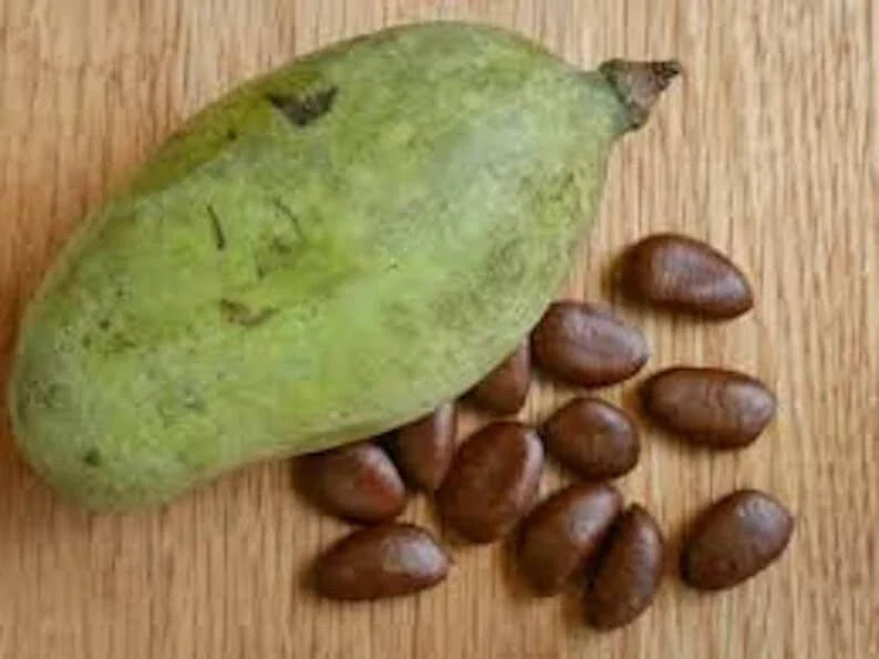 Paw Paw Fruit Tree Seeds - 10 Viable Asimina Triloba - Indian Banana - Edible Fruit & Purple Flowers