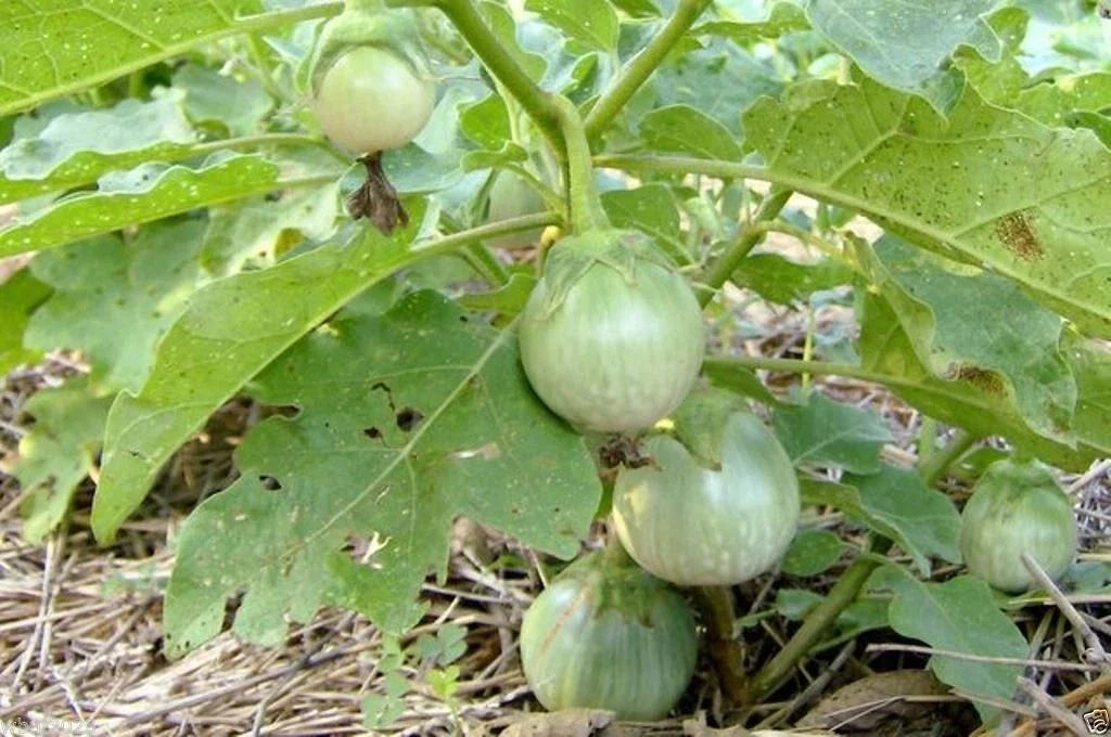 Thai Eggplant Seeds Petch Siam Heirloom Solanum melongena Vegetable Seeds 200 Pack