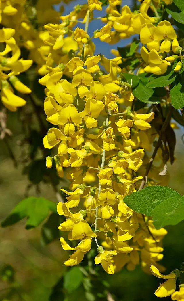 Golden Chain Tree Seeds - 50 Pack, Laburnum Anagyroides, Fast Growing, Hardy, Yellow Flowering, Landscaping Seeds