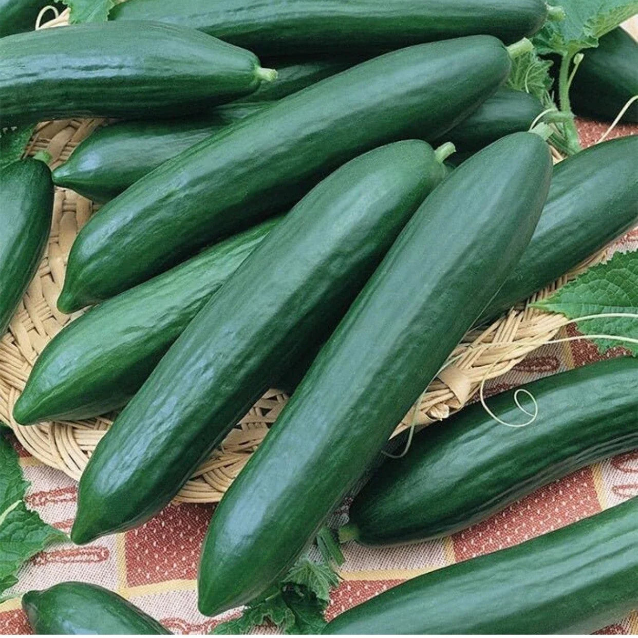Heirloom Organic Cucumber Seeds – Long Green Improved, Cucumis sativus, 35+ Packaged Seeds for Home Garden, Pot, or Raised Bed
